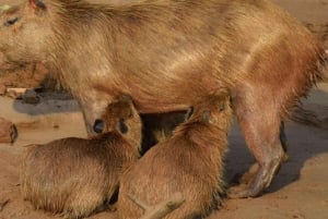 TAMBOPATA SUNSET TOUR 3D/2N