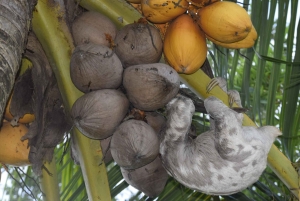 Tambopata Tour 2 days/1 night Sandoval Lake: nature and boat rides