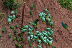 Tambopata Tour 2 days/1 night Sandoval Lake: nature and boat rides