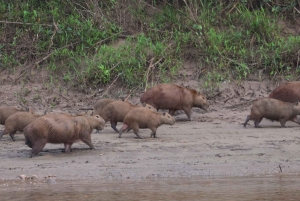 Tambopata Tour 2 days/1 night Sandoval Lake: nature and boat rides