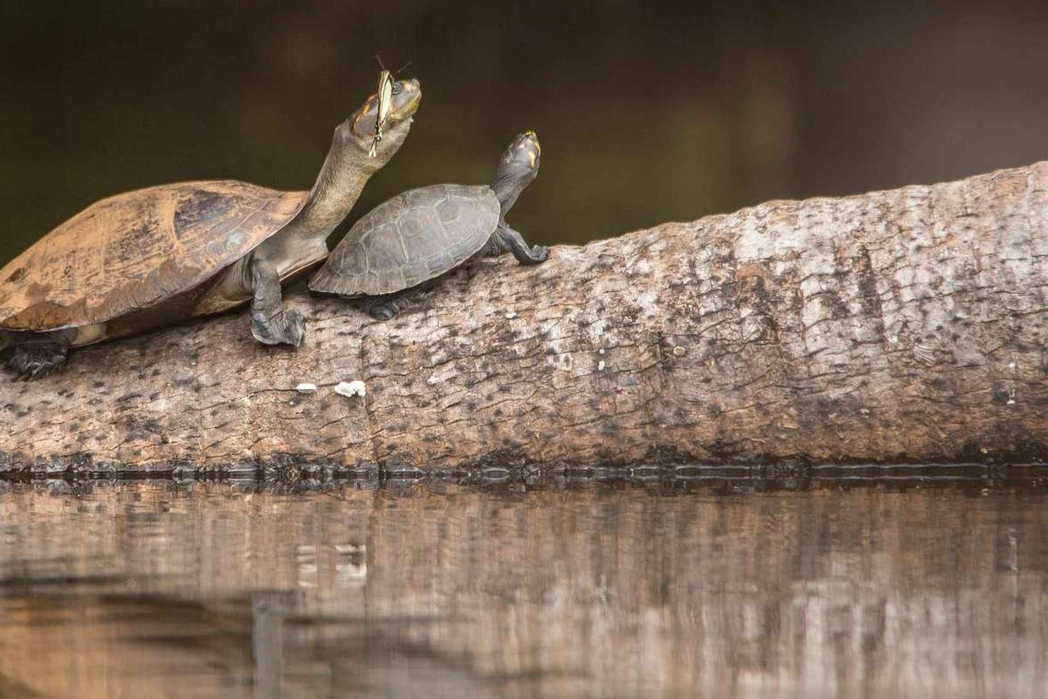 タンボパタツアー 3日間