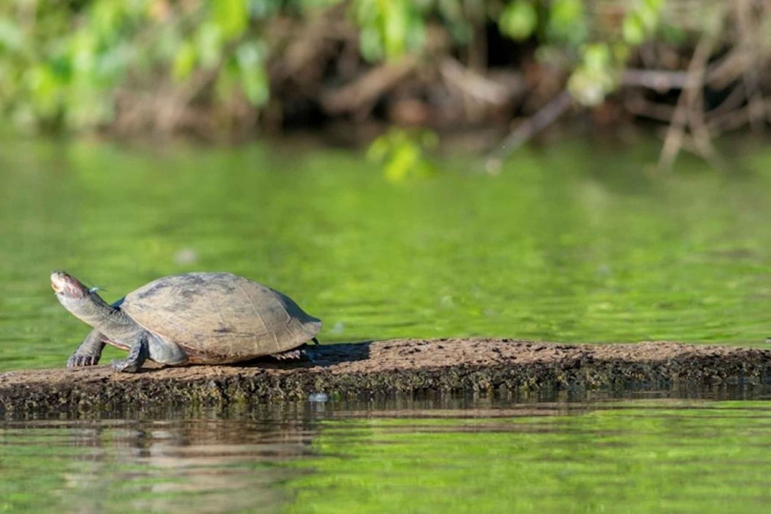 Tambopata Tour 4 Dias Particular