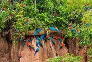 Tambopata Tour 4 Dias Particular