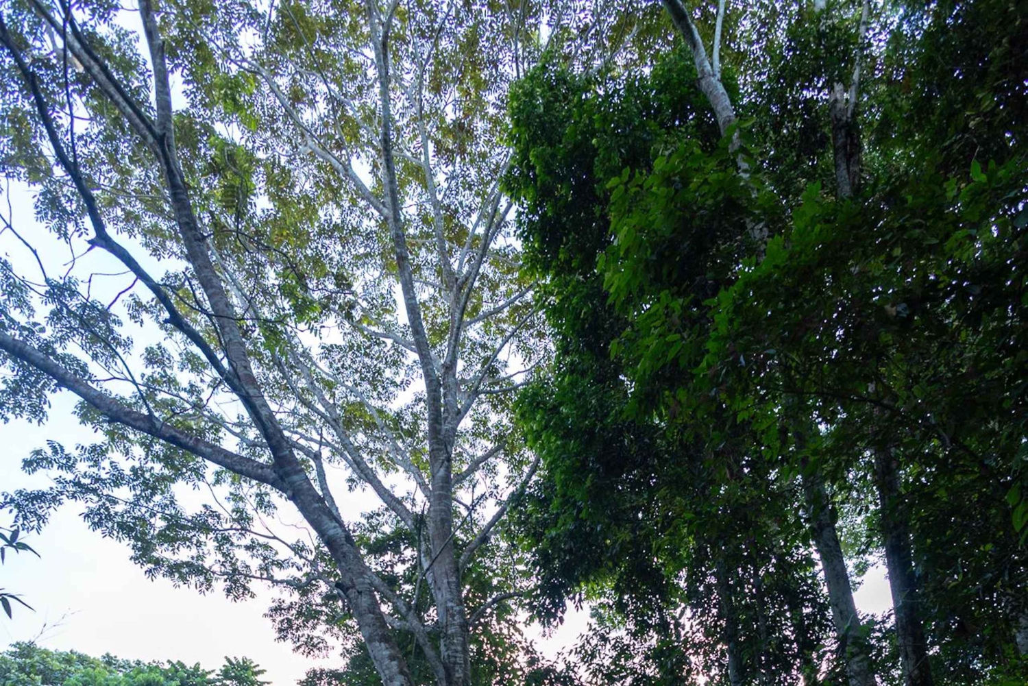 Tambopata trail running 5-10 km