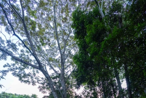 Tambopata trail running 5-10 km