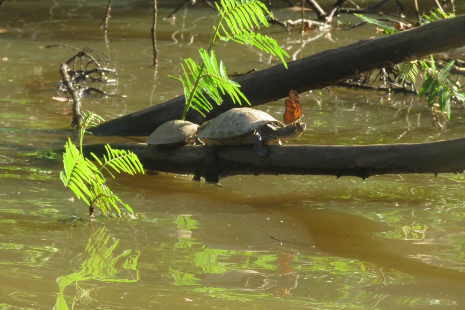 Tambopata: wildlifetour met anaconda's en ara's