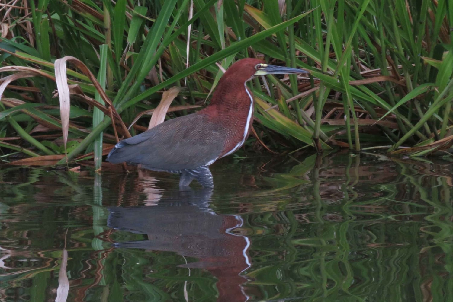 Tambopata: wildlifetour met anaconda's en ara's