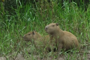 Tambopata: wildlifetour met anaconda's en ara's