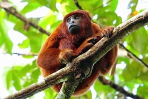 Tambopata: Zipline Adventure & Kajak na Monkey Island