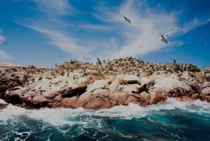 Tour: Ballestas Islands and the Paracas National Reserve