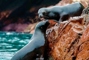 Tour Ica Parcas y Islas Ballestas dede Lima 1 dia
