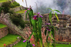 Wycieczka Machu Picchu + Góra Huayna Picchu 2 dni