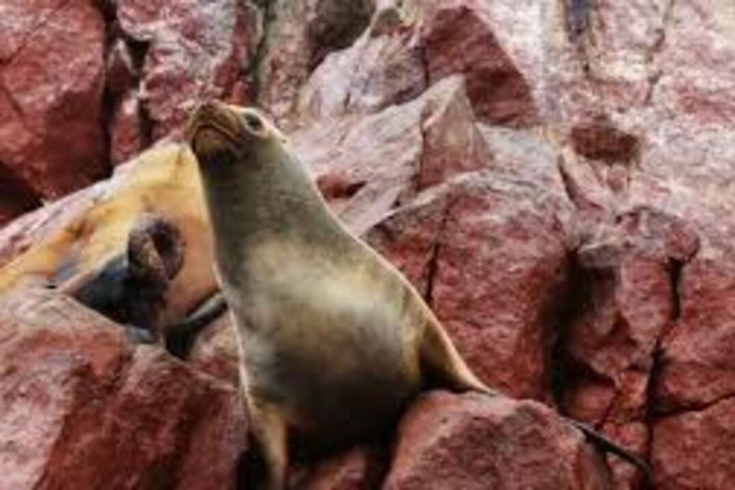 Tour naar Paracas en Tambo Colorado voor geschiedenisliefhebbers