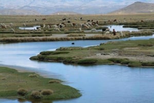 Retki Salinas-laguuniin ja kansallispuistoon Arequipassa