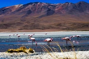 Visite de la lagune de Salinas et de la réserve nationale d'Arequipa