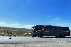 Transfer von Colca (Chivay) nach Puno