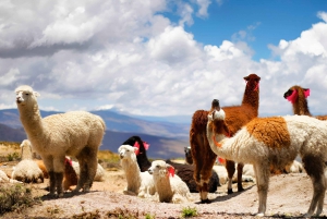 Transfer von Colca (Chivay) nach Puno