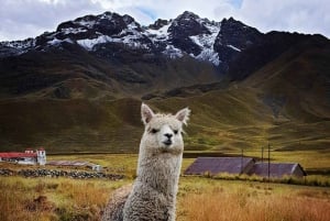 TRIP FROM PUNO TO CUSCO WITH THE ROUTE OF THE SUN