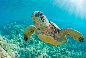 Tumbes: Strandpromenad och simning med sköldpaddor