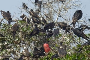 Tumbes || Islands and mangroves of Puerto Pizarro