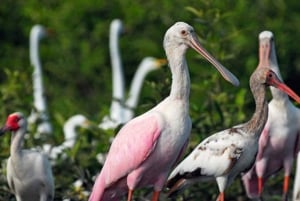 Tumbes || Islands and mangroves of Puerto Pizarro