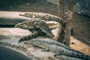 Tumbes: Excursión a los Manglares e Islas de Puerto Pizarro