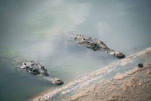 Tumbes: Excursión a los Manglares e Islas de Puerto Pizarro