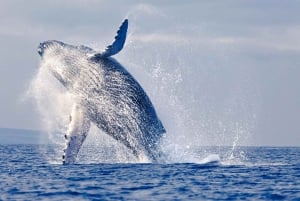 Tumbes: Whale-Watching-Bootsfahrt mit Guide