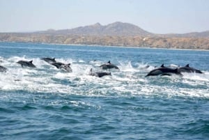 Tumbes: Whale-Watching-Bootsfahrt mit Guide