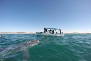 Tumbes: Whale-Watching-Bootsfahrt mit Guide
