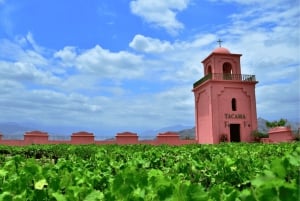 Visita à Adega Tacama - Tour Don Manuel com degustação