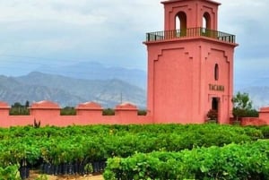Visita à Adega Tacama - Tour Don Manuel com degustação