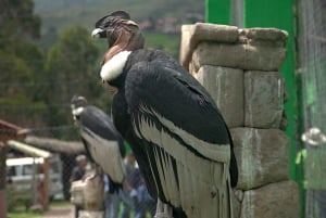 Besøg på Cochahuasi Animal Sanctuary med et reddet dyr