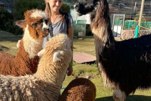Besøg på Cochahuasi Animal Sanctuary med et reddet dyr