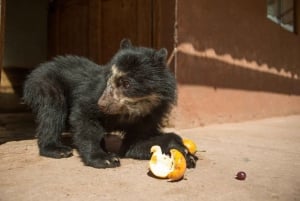 Besøg på Cochahuasi Animal Sanctuary med et reddet dyr