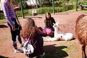 Besøg på Cochahuasi Animal Sanctuary med et reddet dyr