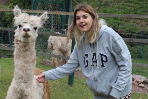 Besøg på Cochahuasi Animal Sanctuary med et reddet dyr