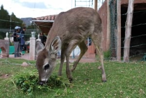 Besøg på Cochahuasi Animal Sanctuary med et reddet dyr