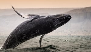 Observación de Cetáceos y Otros Mamíferos Marinos - La Vida en el Océano