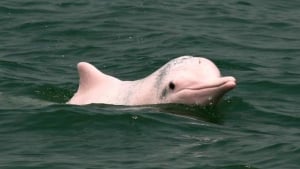 Observación de Cetáceos y Otros Mamíferos Marinos - La Vida en el Océano