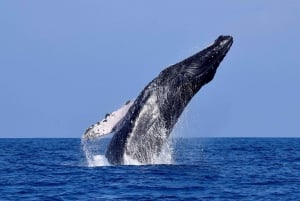 Tumbes: Whale-Watching-Bootsfahrt mit Guide