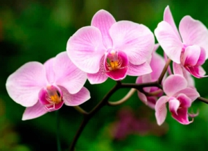 Orquídeas salvajes