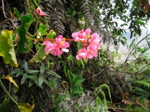 Orquídeas salvajes