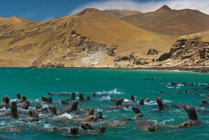 Maravillas de Paracas: Islas Ballestas y Reserva Nacional