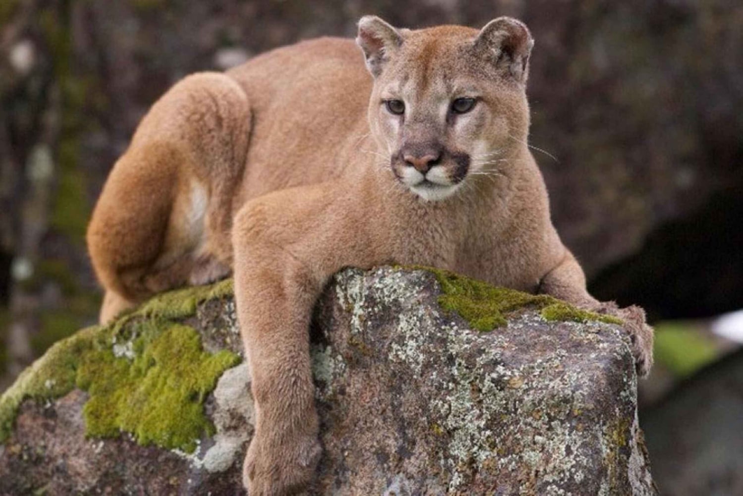 Dierentuin: Dierenasiel en Condorvlucht in Cusco