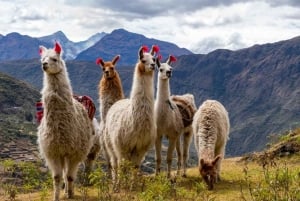 Dierentuin: Dierenasiel en Condorvlucht in Cusco