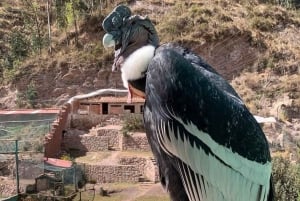 Dierentuin: Dierenasiel en Condorvlucht in Cusco