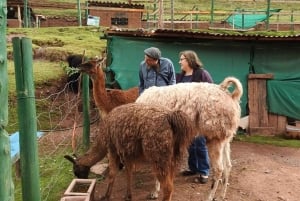 Dierentuin: Dierenasiel en Condorvlucht in Cusco