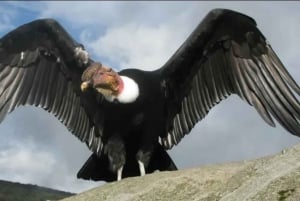 Dierentuin: Dierenasiel en Condorvlucht in Cusco