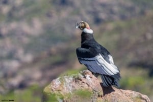 Djurpark: Djurreservat och kondorflygning i Cusco